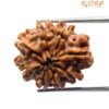 Ashta Mukhi Rudraksha - (22.40 Mm) 13 8 Mukhi Rudraksha Nepal (22.40 Mm)