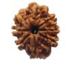 Ashta Mukhi Rudraksha - (22.40 Mm) 12 Video-Thumb-0
