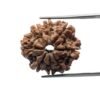 8 Mukhi Rudraksha Nepal - (22.91 Mm )