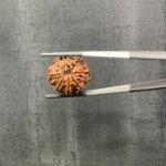 8 Mukhi Rudraksha Nepal (23.22 mm)