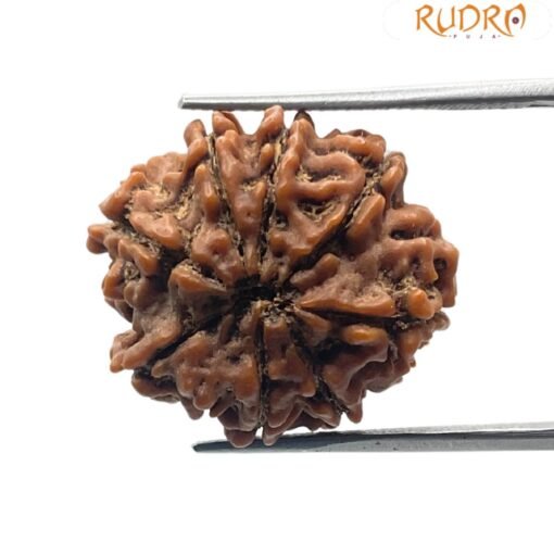 8 Mukhi Rudraksha Nepal (23.46 Mm)