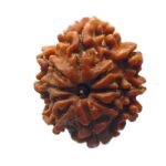 8 Mukhi Rudraksha Nepal (23.46 Mm)