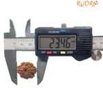8 Mukhi Rudraksha Nepal (23.46 Mm)