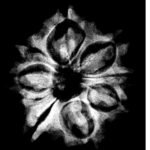 8 Mukhi Rudraksha Nepal (23.46 Mm ) X-Ray