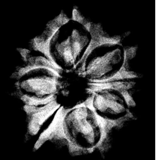 8 Mukhi Rudraksha Nepal (23.46 Mm ) X-Ray