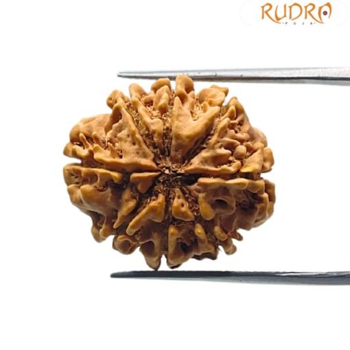 8 Mukhi Rudraksha Nepal 23.53 mm