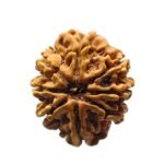 8 Mukhi Rudraksha Nepal 23.53 Mm