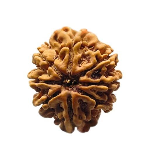 8 Mukhi Rudraksha Nepal 23.53 mm