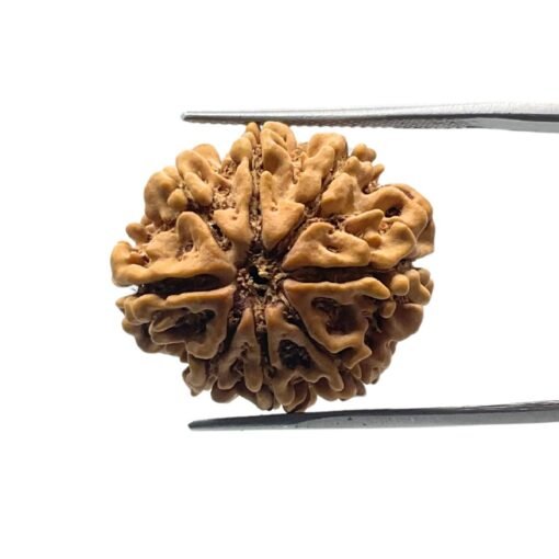 8 Mukhi Rudraksha Nepal 23.53 Mm