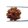 8 Mukhi Rudraksha Nepal - (23.70 Mm) 35 8 Mukhi Rudraksha Nepal - (23.70 Mm)