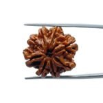 8 Mukhi Rudraksha Nepal - (23.70 MM)