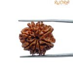 8 Mukhi Rudraksha Nepal - (23.70 MM)