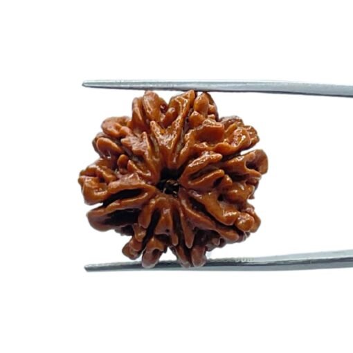 8 Mukhi Rudraksha Nepal - (23.70 Mm)