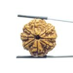 8 Mukhi Rudraksha Nepal - (23.88 MM)
