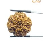 8 Mukhi Rudraksha Nepal - (23.88 MM)