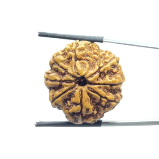 8 Mukhi Rudraksha Nepal - (23.88 MM)