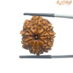 8 Mukhi Rudraksha Original - ( 24.02 MM)