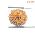 8 Mukhi Rudraksha Original - ( 24.02 MM)