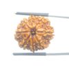 8 Mukhi Rudraksha Original - ( 24.02 MM)