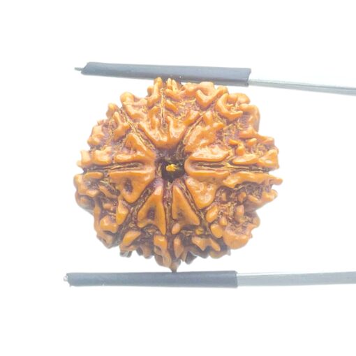 8 Mukhi Rudraksha Original - ( 24.02 MM)