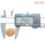 8 Mukhi Rudraksha Original - ( 24.02 MM)