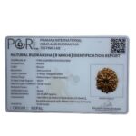 8 Mukhi Rudraksha Original - ( 24.02 MM)