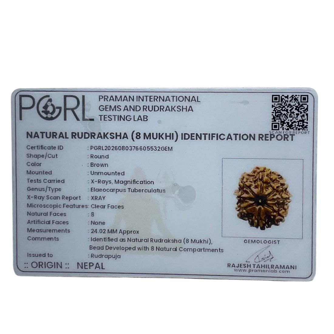 8 Mukhi Rudraksha Original - ( 24.02 MM)