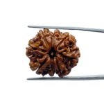 8 Mukhi Rudraksha Original - ( 25.10 MM)