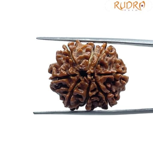 8 Mukhi Rudraksha Original - ( 25.10 MM)