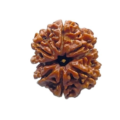 8 Mukhi Rudraksha Original - ( 25.10 MM)