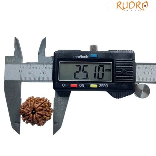 8 Mukhi Rudraksha Original - ( 25.10 MM)