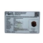 8 Mukhi Rudraksha Original - ( 25.10 MM)