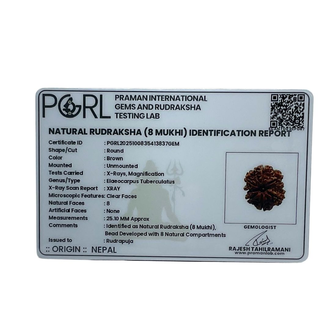 8 Mukhi Rudraksha Original - ( 25.10 MM)