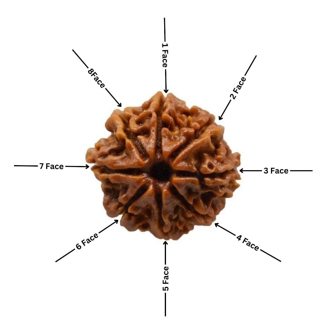 8 mukhi Rudraksha Faces shown with Arrows