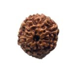 8 Mukhi Rudraksha 18.78 Mm