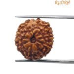 9 Mukhi Indonesian Rudraksha (18.10 Mm)