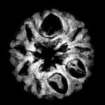 9 Mukhi Rudraksha 18.19 Mm X-Ray