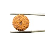 9 mukhi rudraksha indonesian (17.90mm)