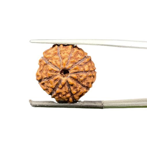 9 mukhi rudraksha indonesian (18.19mm)