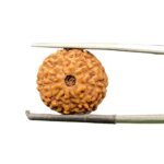 9 mukhi rudraksha indonesian (18.30mm)