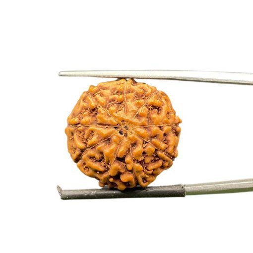 9 mukhi rudraksha indonesian (20.85mm)