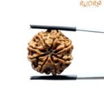Aath Mukhi Rudraksha Nepal - (19.95 MM)