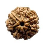 Aath Mukhi Rudraksha Nepal - (19.95 MM)