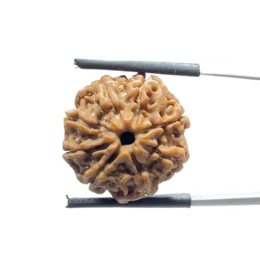 Aath Mukhi Rudraksha Nepal - (19.95 MM)