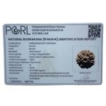 Aath Mukhi Rudraksha Nepal - (19.95 MM)