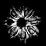 Aath Mukhi Rudraksha Nepal - (19.95 MM) x-ray