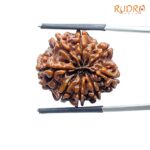 Aath Mukhi Rudraksha Nepal - (25.17 MM) - (Rudrapuja)