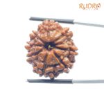 Aath Mukhi Rudraksha Nepal - (25.17 MM) - (Rudrapuja)