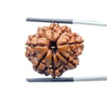 Aath Mukhi Rudraksha Nepal - (25.17 MM) - (Rudrapuja)