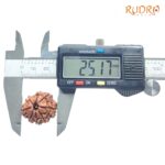 Aath Mukhi Rudraksha Nepal - (25.17 MM) - (Rudrapuja)
